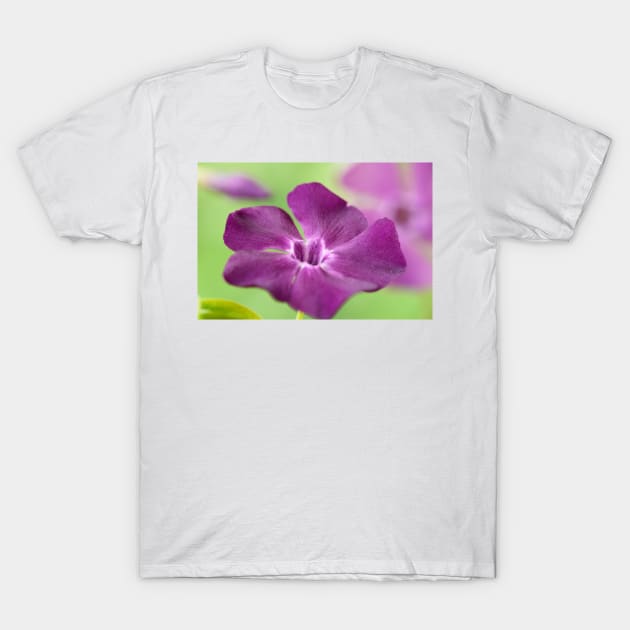 Vinca minor  &#39;Atropurpurea&#39;   AGM  Dark purple-flowered periwinkle  Syn.  Vinca minor &#39;Purpurea&#39;  Vinca minor &#39;Rubra&#39; T-Shirt by chrisburrows